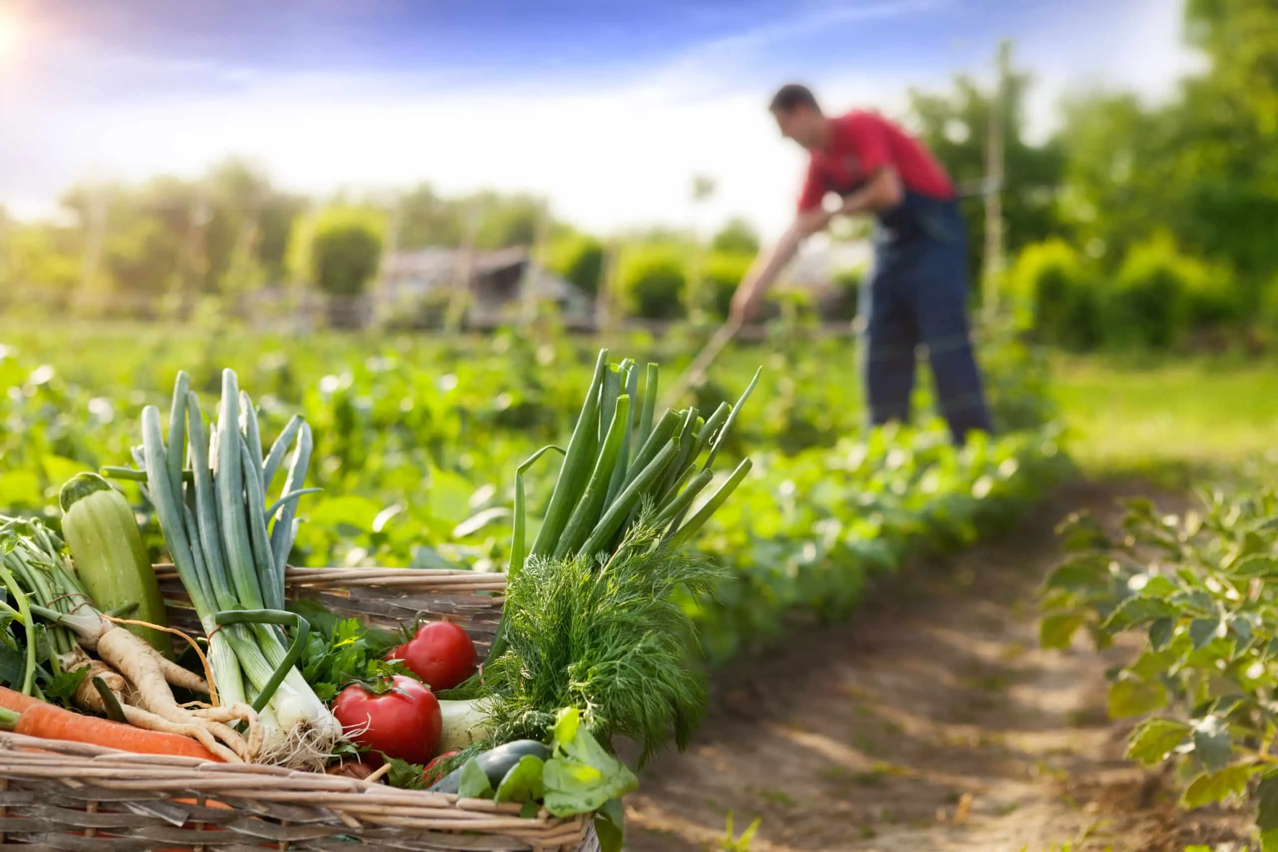 Cultivated farmland